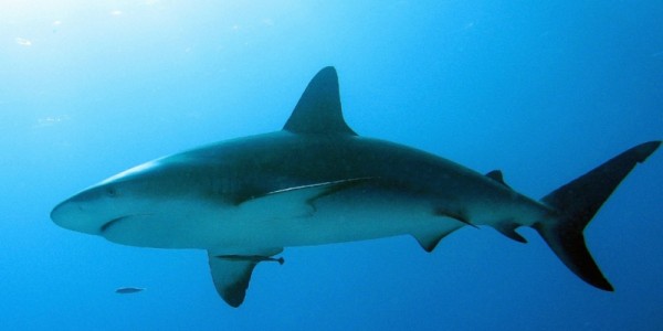 shark-dive-2012-600x300.jpg