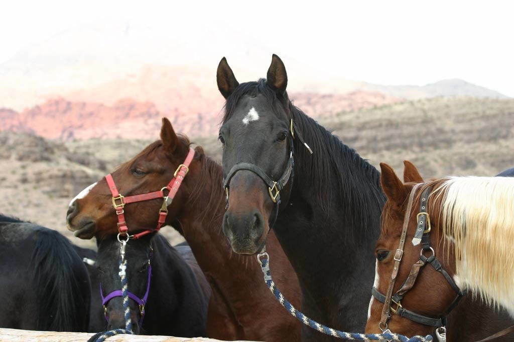 9 Things to Do in Vegas While at NAB 2016